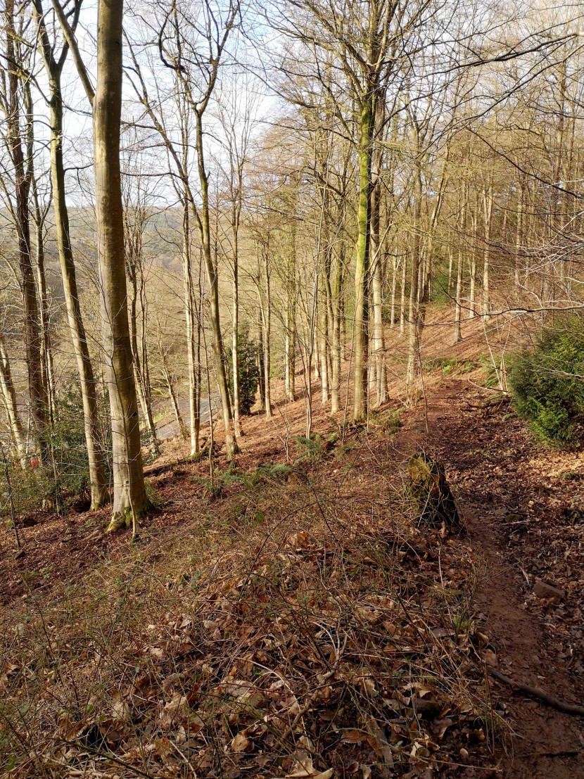 First days of spring in the Forest